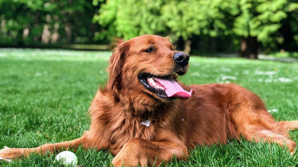 golden retriever lying on green grass field during daytime